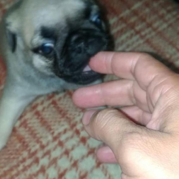 Cachorro pug