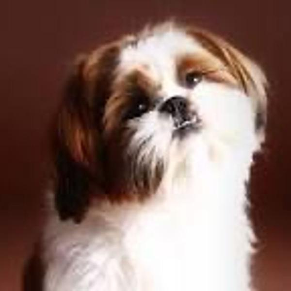 filhotes shih tzu