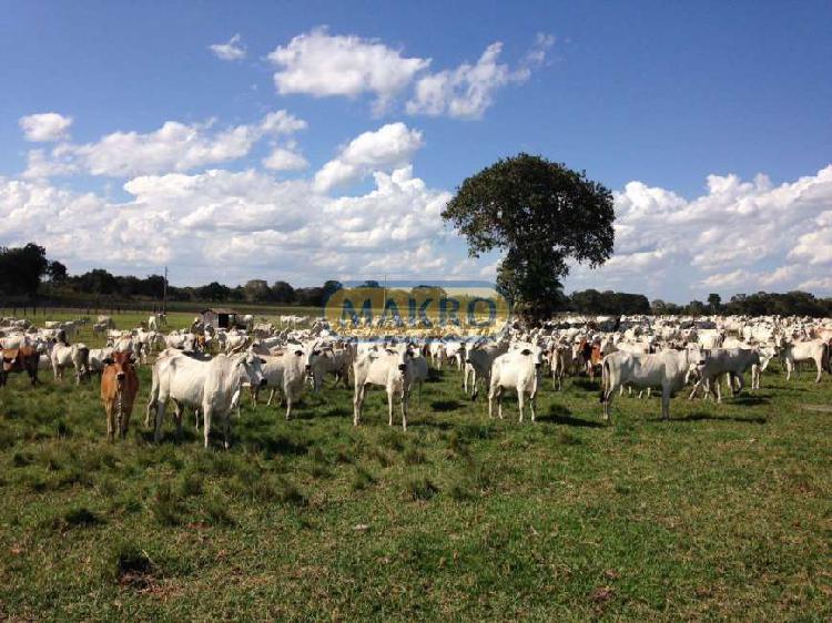 Fazenda à venda, 4 quartos, Centro - Poconé/MT