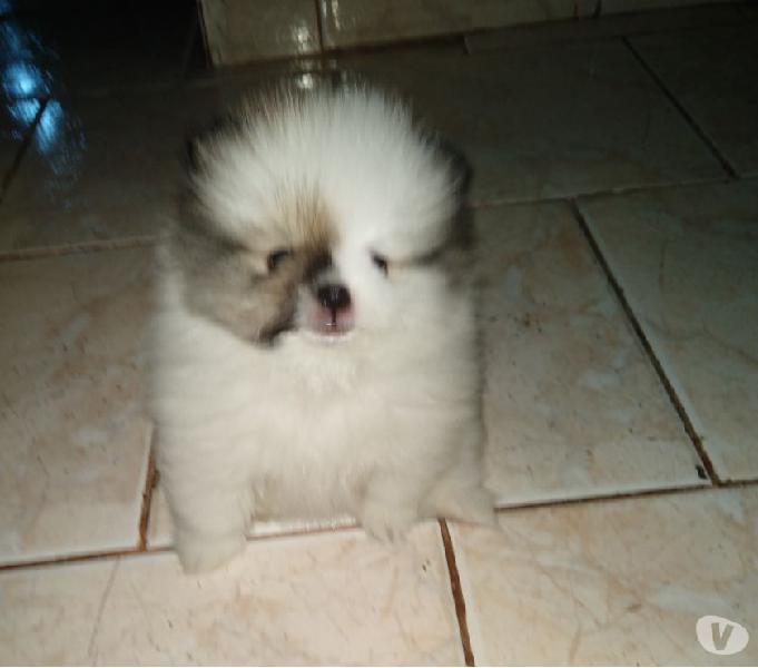 Vendo lulu da Pomerânia