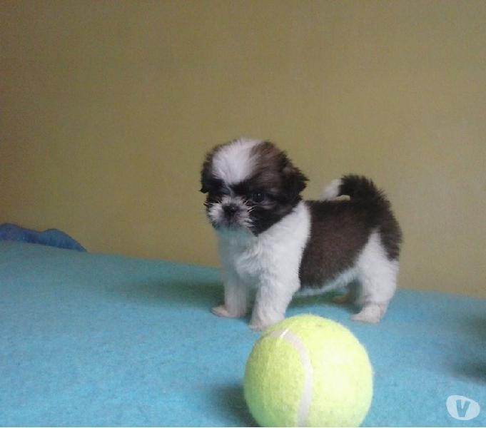 Shih Tzu