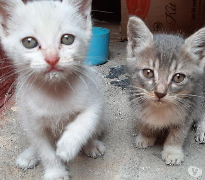 Gatinhos fofos