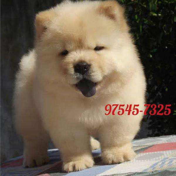 Chowchow Top