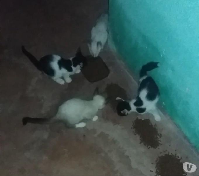 4 gatinhos lindos para você