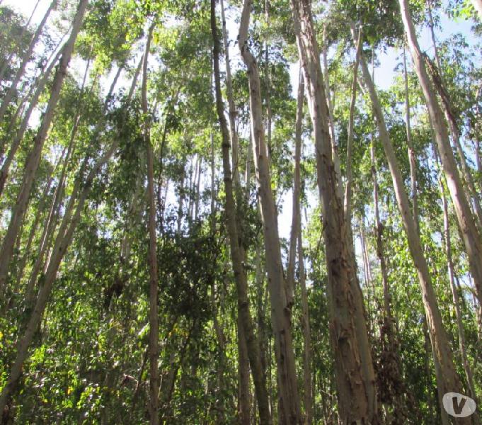 Sítio de 15 alqueires, Eucalipto em Camanducaia MG