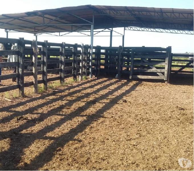 Fazenda com 354 hectares em Livramento