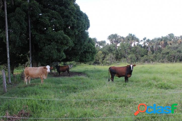 CHÁCARA EM ARAGOIÂNIA COM 10 ALQUEIRES