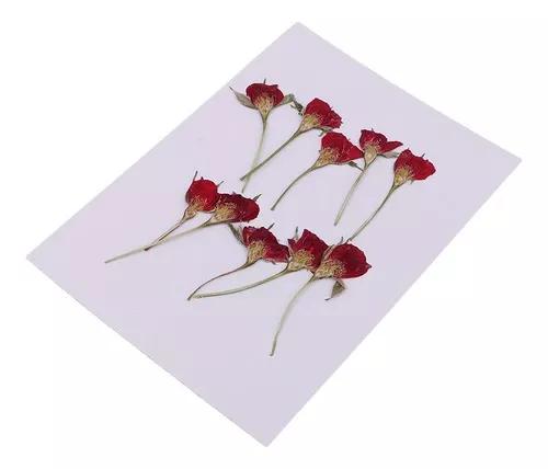 10 Peças Prensado Flor Seca Meio Corte Rosa Flor