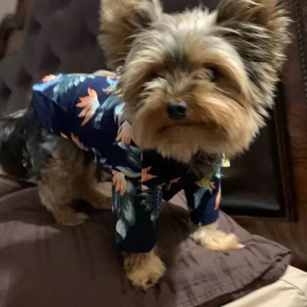 roupa para cães l camisa hawaii