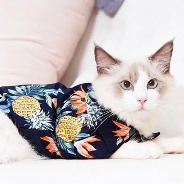 roupa para gato/ camisa hawaii