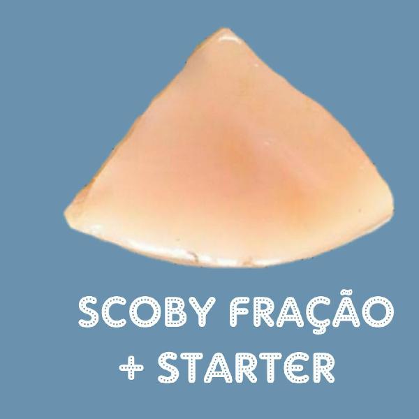 Scoby Fração + Starter - Acompanha Manual de Instrução -