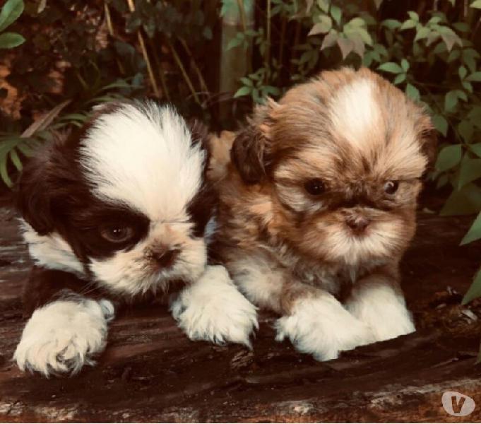 Shih Tzu Filhotes de Excelente Linhagem