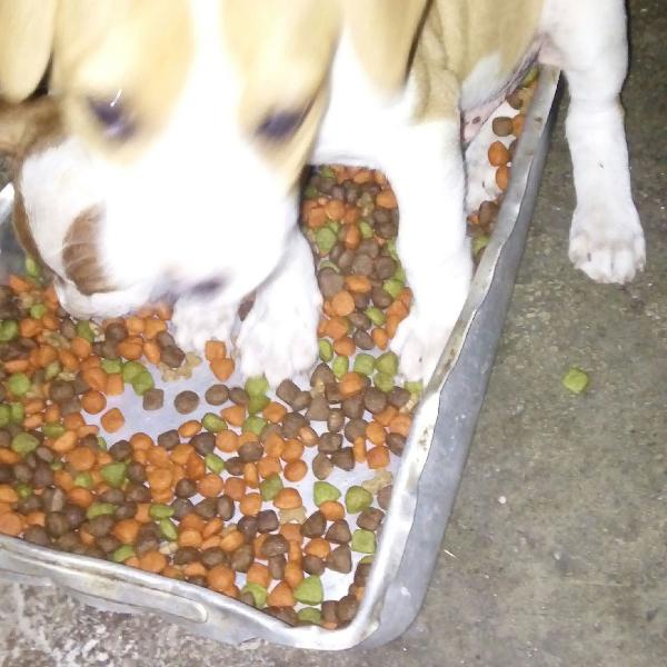 vendo 2 filhotes de pit bull