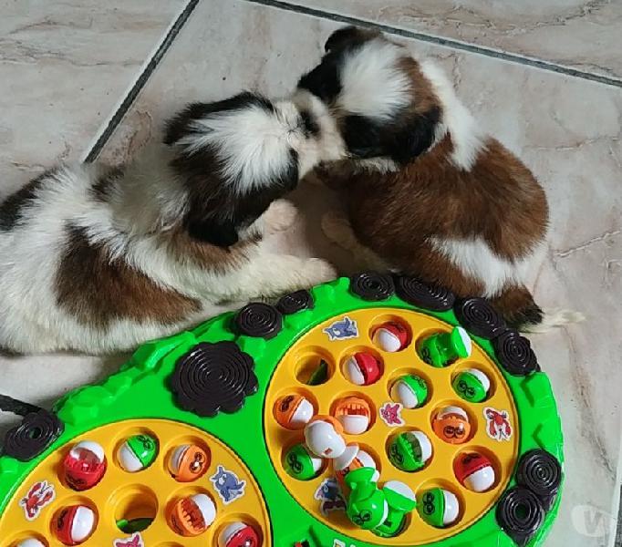 Shihtzu fêmeas