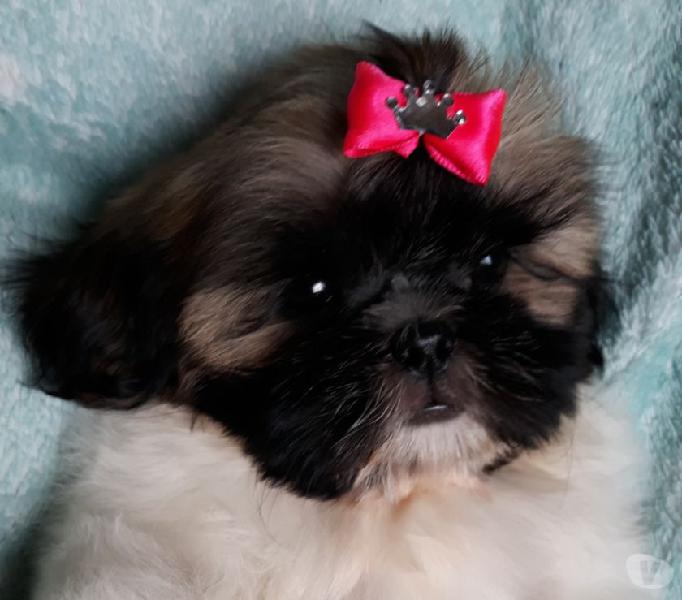 Shihtzu fêmea