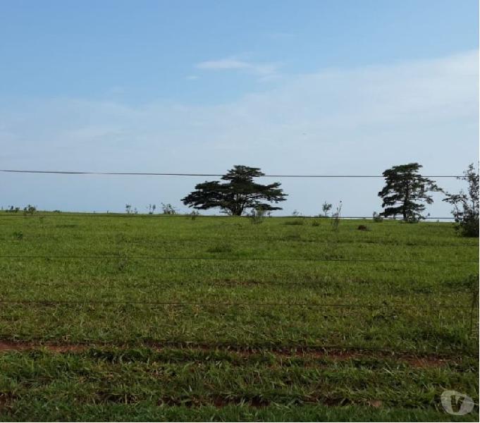 EXCELENTE FAZENDA COM 250 ALQUEIRES NA REGIÃO DE ROSANA SP