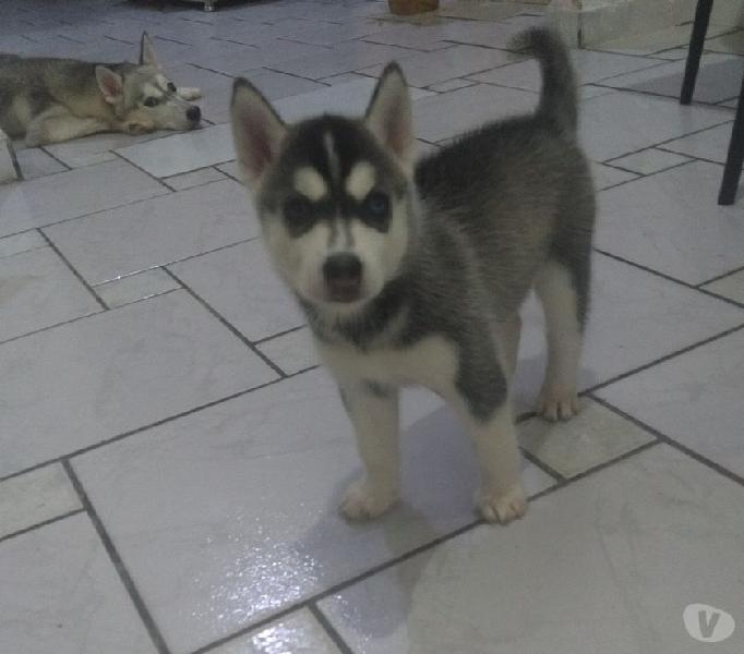 Filhotes de Husky Siberiano R$800,00