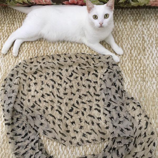 lenço gatinho