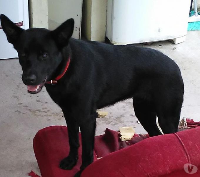 Max para adoção