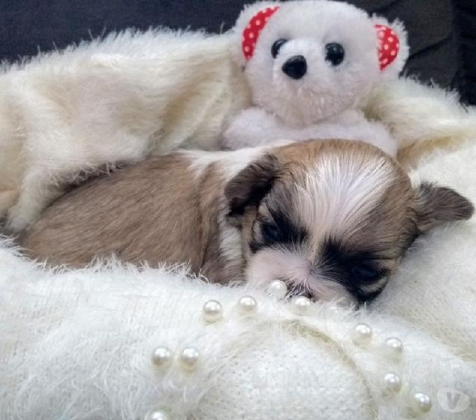 Shih'tzu Baby