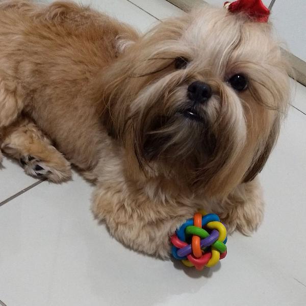 bolinha pet