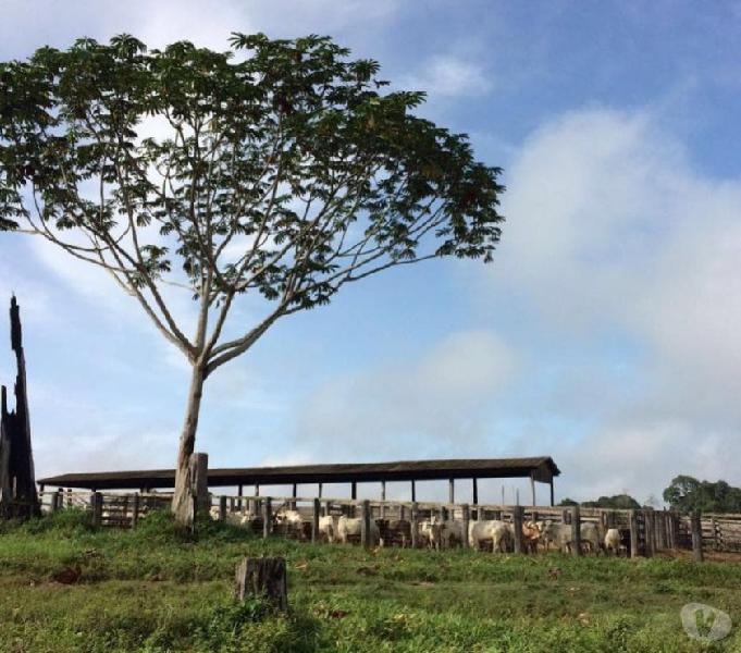 Fazenda de Gado em Pacajás no Pará