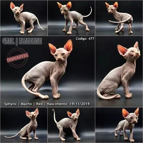 Filhote De Sphynx - Macho Red