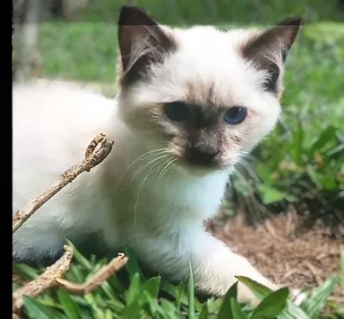 Gata Filhote Ragdoll