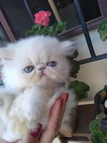 Gata Persa