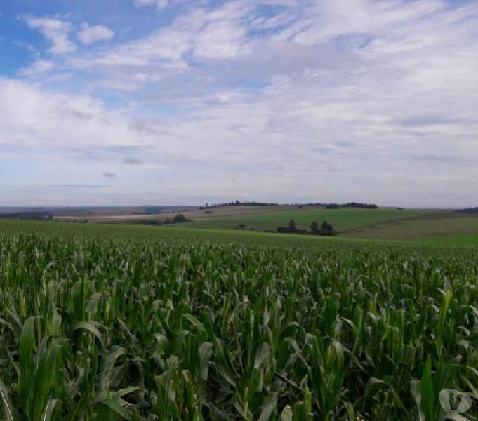 OPORTUNIDADE DE FAZENDA COM 63 ALQUEIRES EM MAMBORE PR