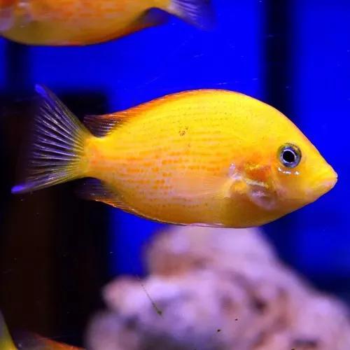 Peixe Mexirica Ouro Peq 5 Unidade (etroplus Maculatus)