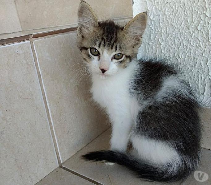 Pompom belíssima para adoção