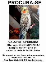Procura-se Calopsita
