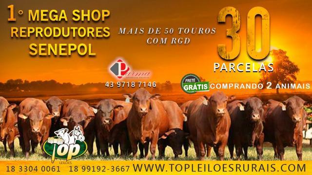77B]] Shop Top Leilões Rurais Senepol PO em 30x /\/\/\