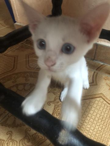Adoção doação gato branco macho filhote olho azul