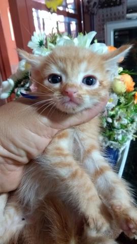 Adoção urgente de 8 gatinhos resgatados de abandono, não