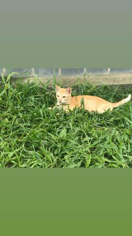 Adoção urgente de um gatinho lindo