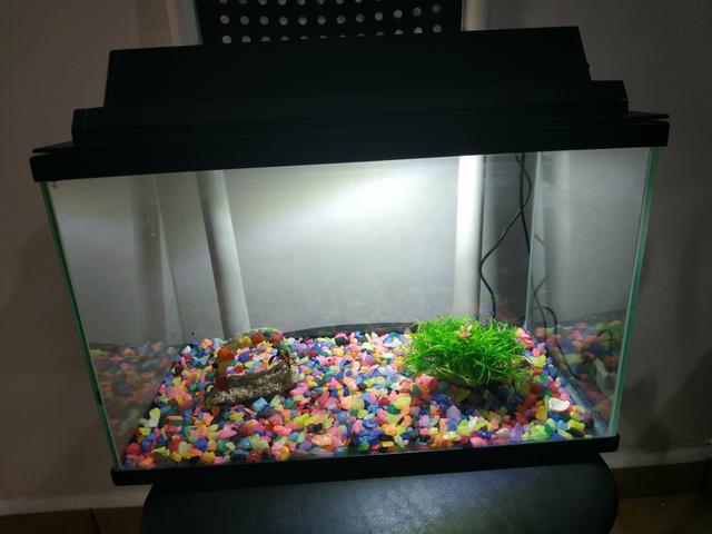 Aquário de 20 litros com luminária