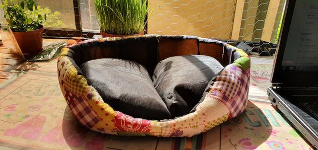 Cama para gato