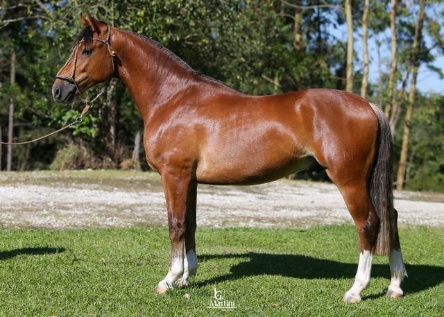 Cavalo Crioulo - Macho nascido em 07/11/2017 - Registrado
