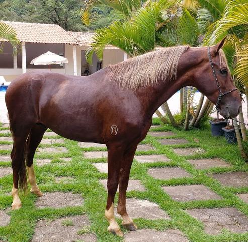 Cavalo Mangalarga Machador