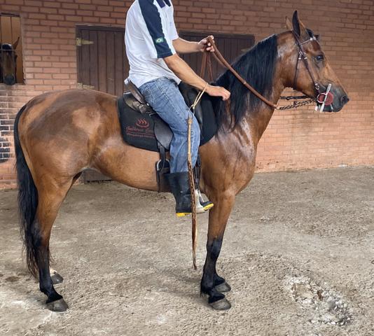 Cavalo Mangalarga-Marchador