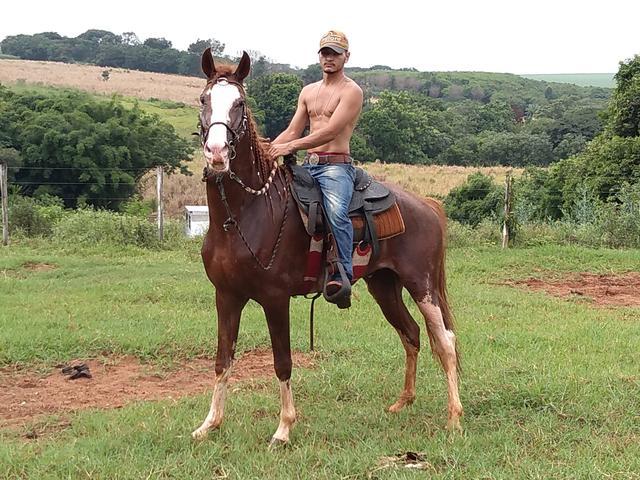 Cavalo Mangalarga Paulista