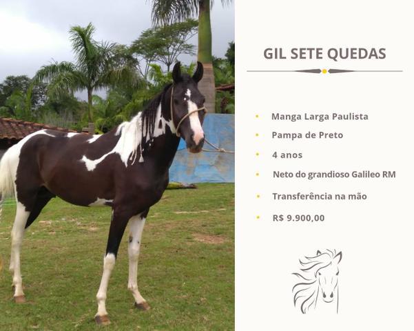 Cavalo Mangalarga Paulista Pampa de Preto