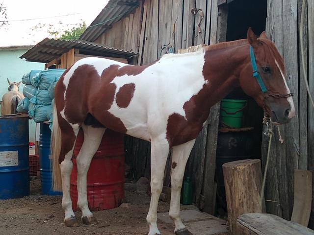 Cavalo Paint horse