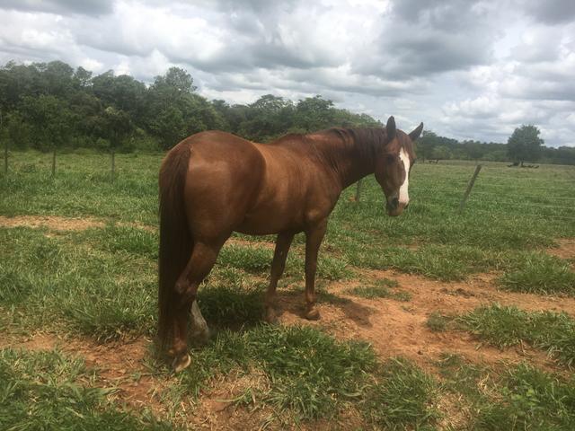 Cavalo Qm sem papel manso