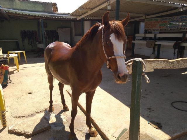 Cavalo alasão - Mangalarga Marchador - R$ 5.000,00