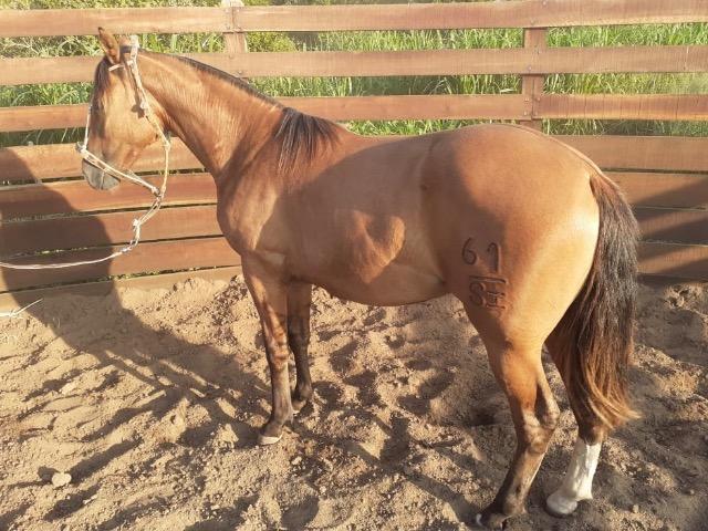 Cavalo crioulo - potro - resenhado - barbada