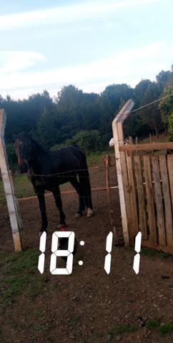 Cavalo crioulo/ pra esta semana