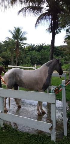 Cavalo pampo d'agua